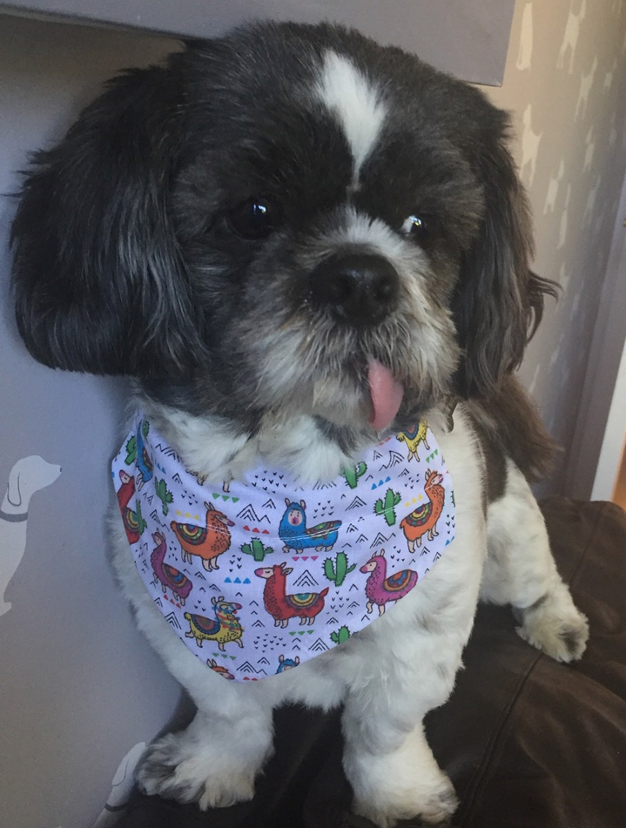 Doggy bib polycotton